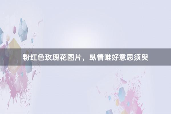 粉红色玫瑰花图片，纵情唯好意思须臾
